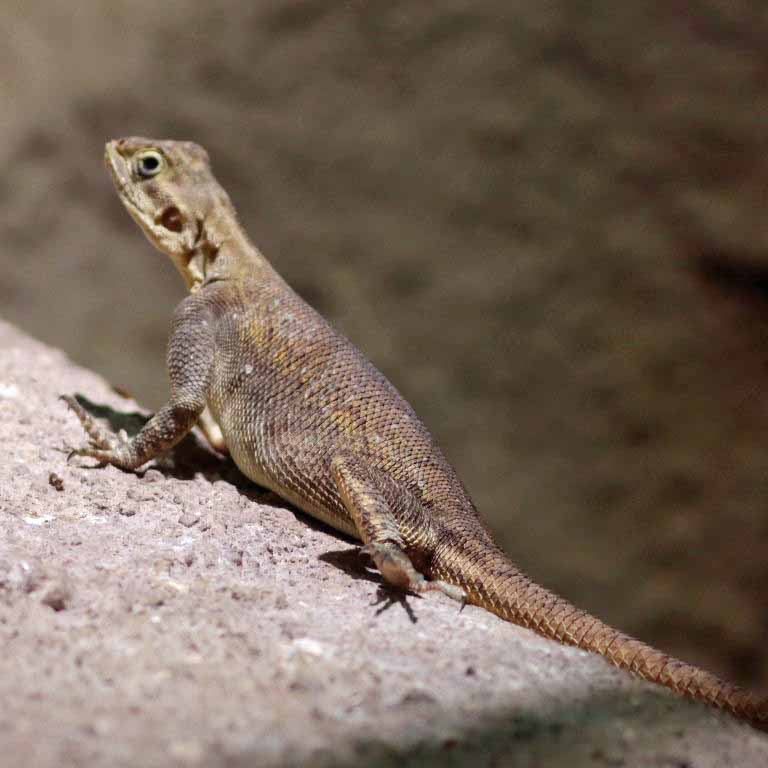 Peter's Rock Agama female