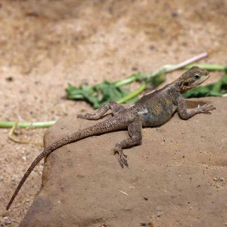 Peter's Rock Agama female