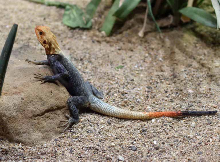 Peter's Rock Agama male