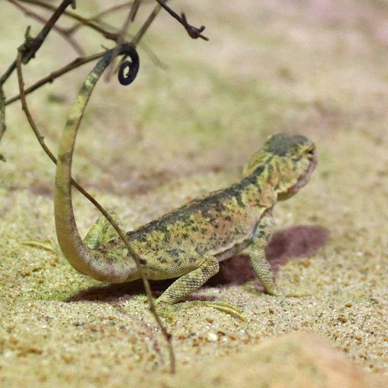 Przewalski's Toad-headed Agama