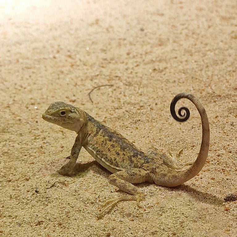 Przewalski's Toad-headed Agama