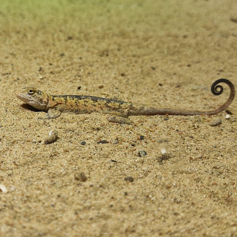 Przewalski's Toad-headed Agama