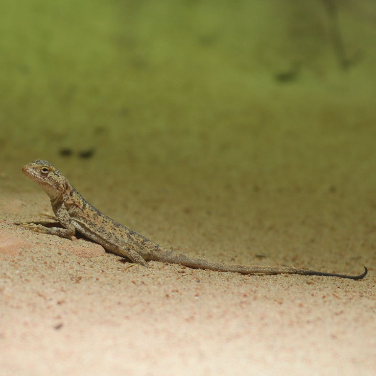 Przewalski's Toad-headed Agama