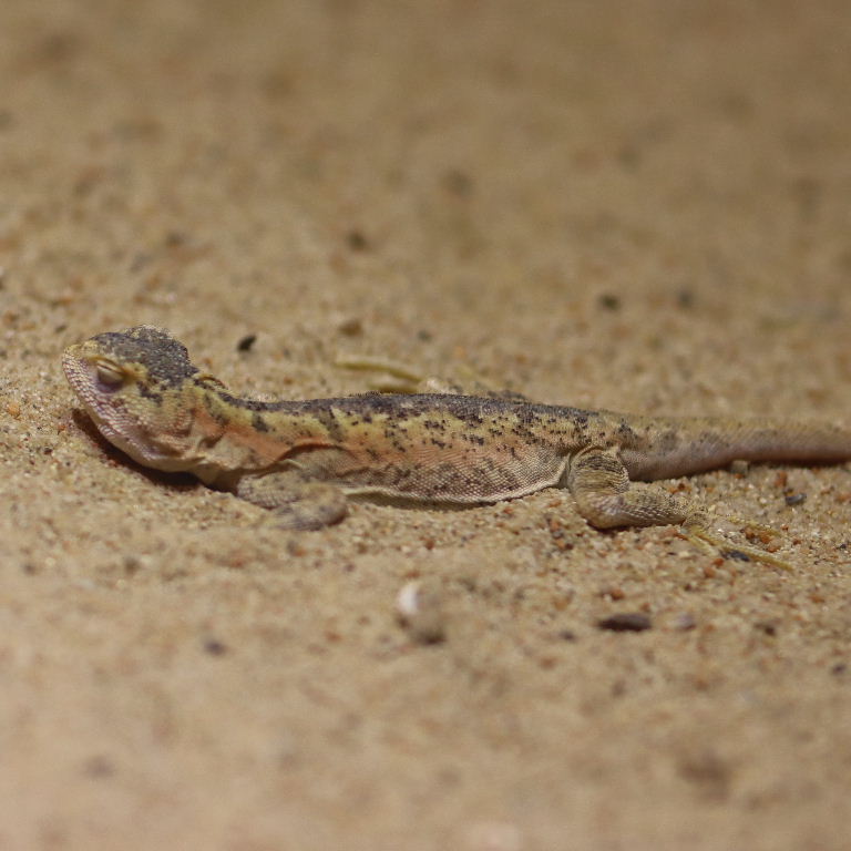 Przewalski's Toad-headed Agama