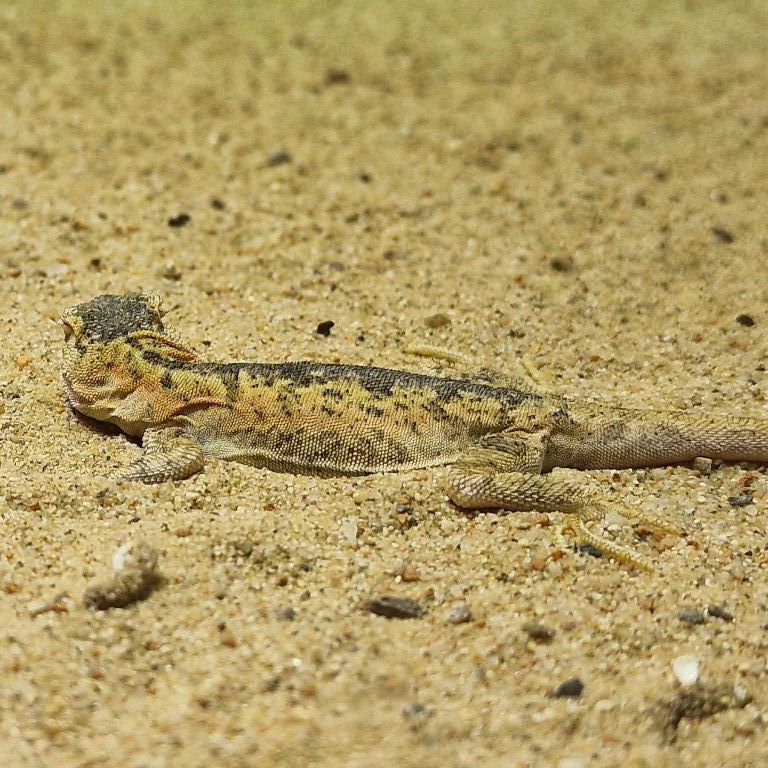 Przewalski's Toad-headed Agama