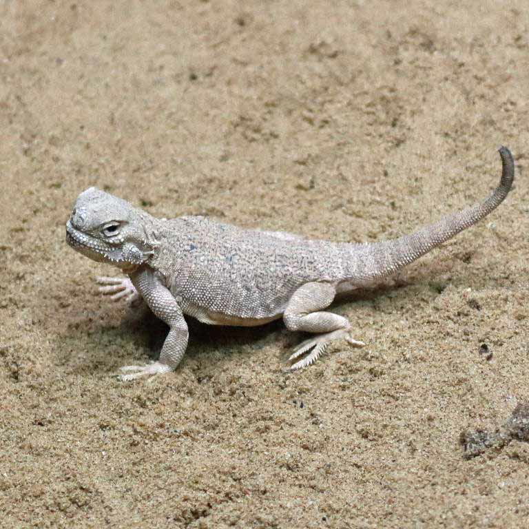 Secret Toad-headed Agama