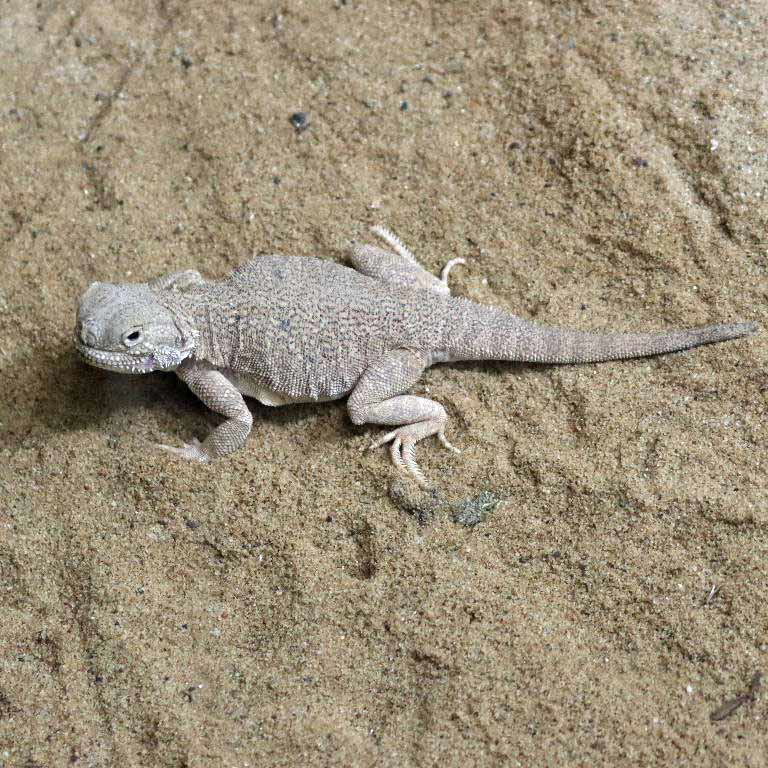 Secret Toadhead Agama