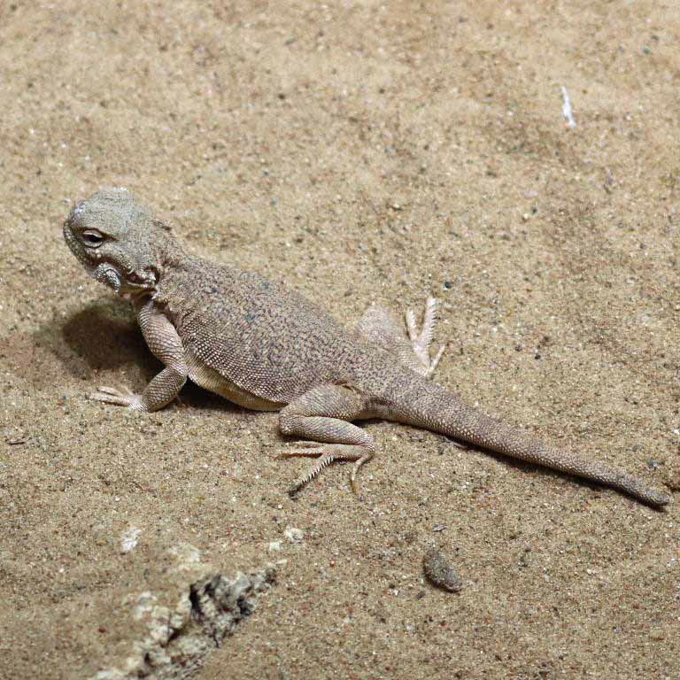 Secret Toad-headed Agama