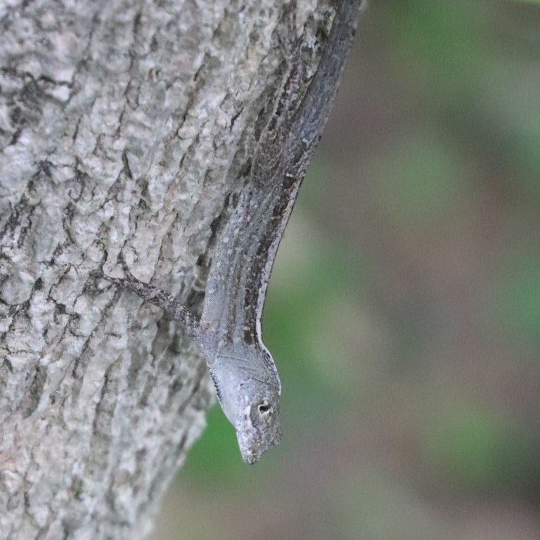 Brown Anole