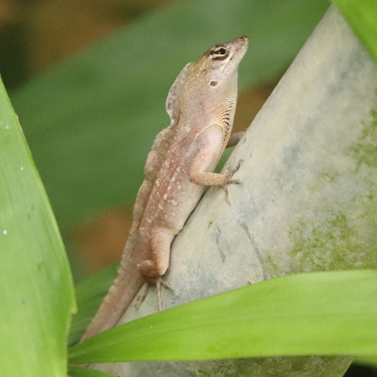 Brown Anole