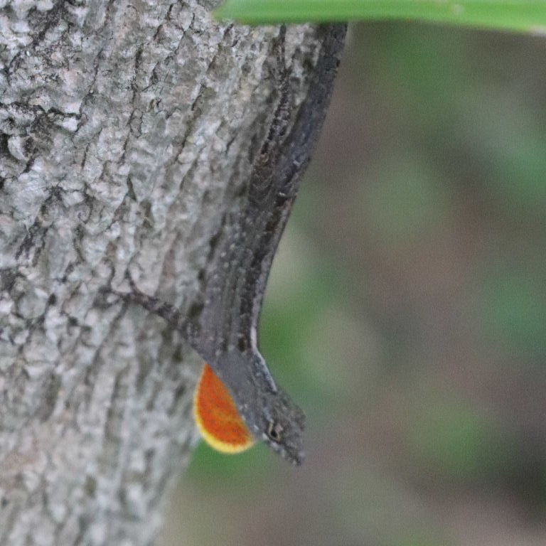Brown Anole