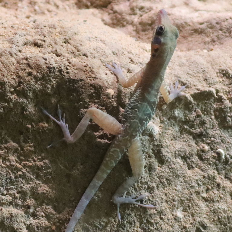 Cuban Cliff Anole