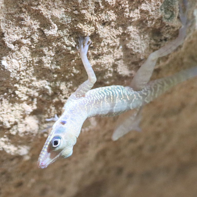 Cuban Cliff Anole
