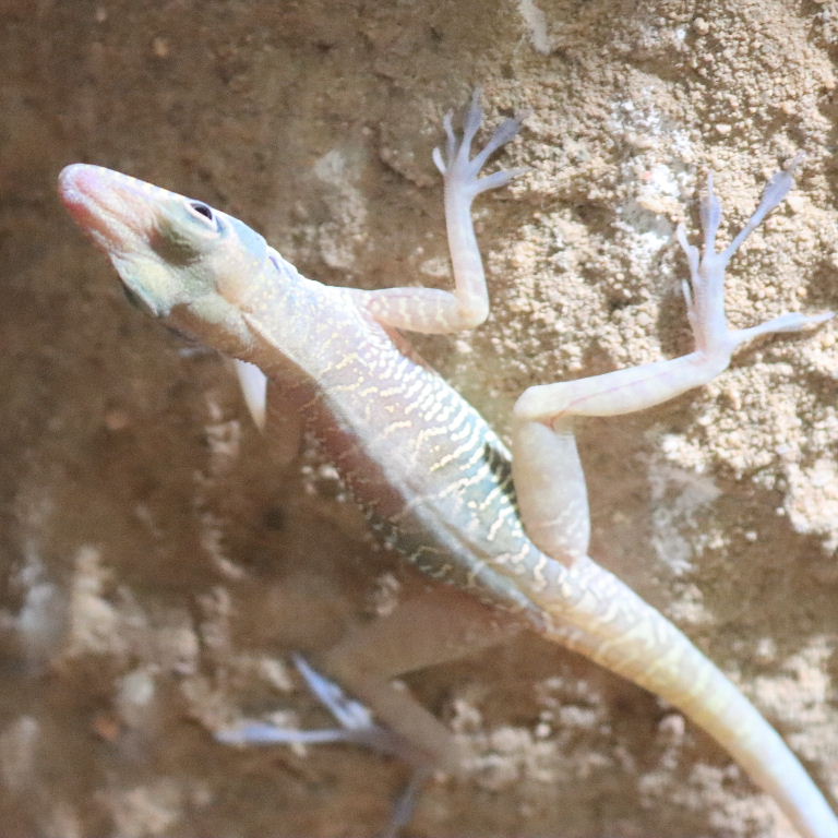Cuban Cliff Anole