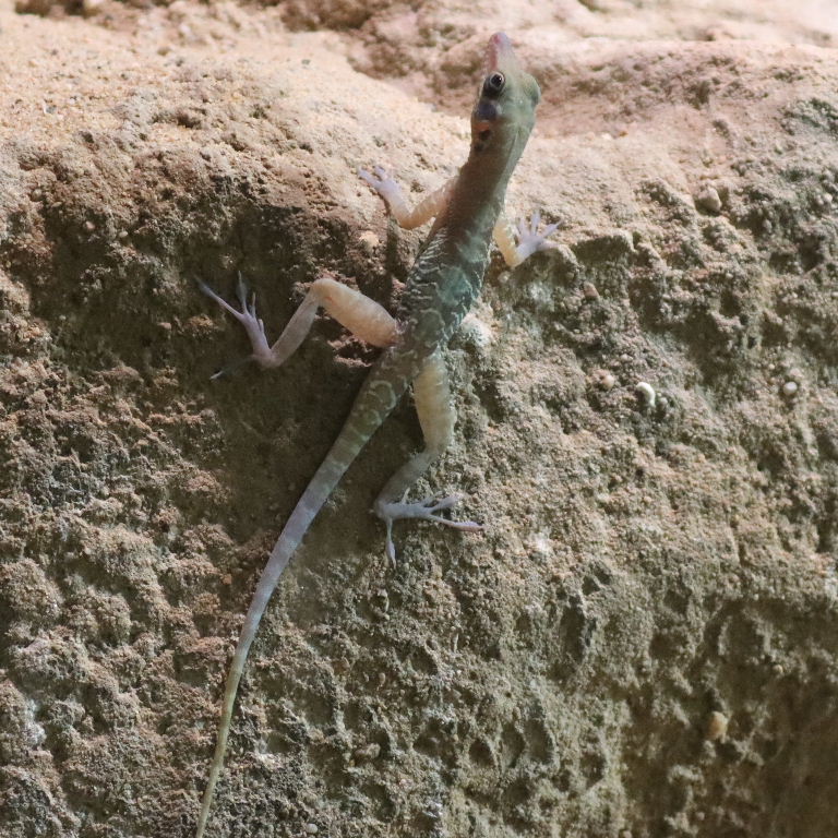 Cuban Cliff Anole