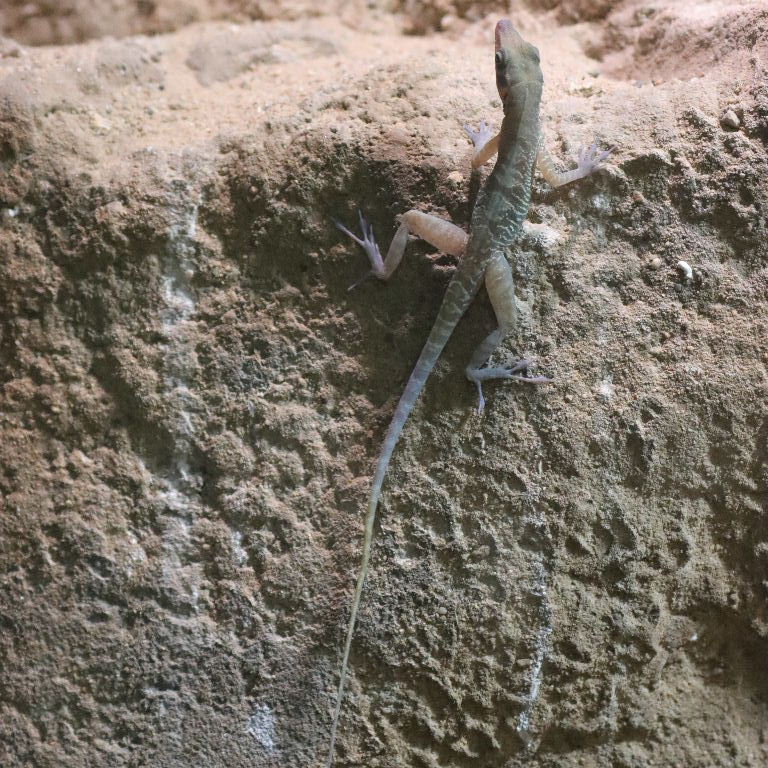 Cuban Cliff Anole