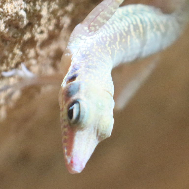 Cuban Cliff Anole