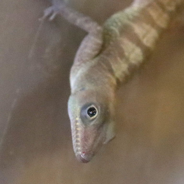 Cuban Cliff Anole teeth marks