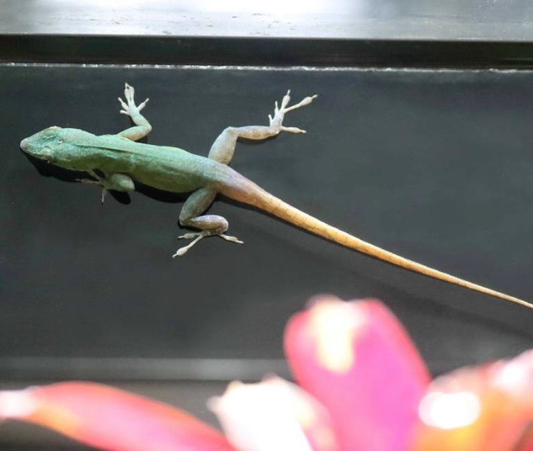 Graham's Anole