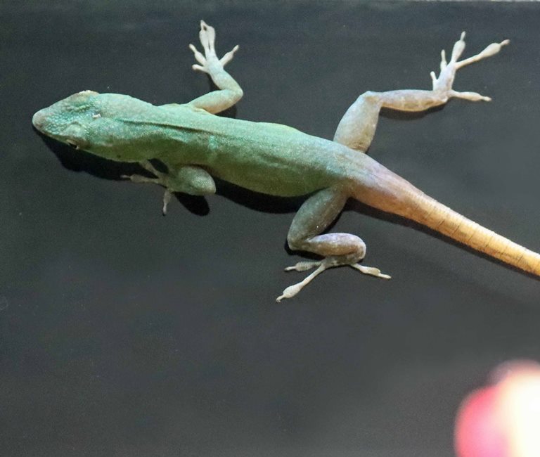 Graham's Anole