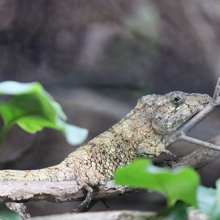 Western Bearded Anole