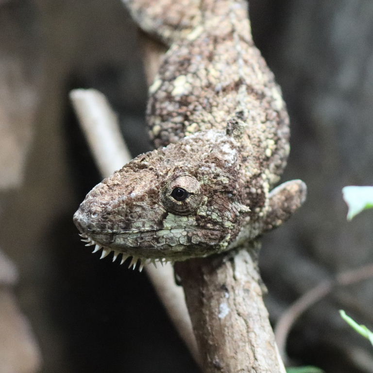 Western Bearded Anole