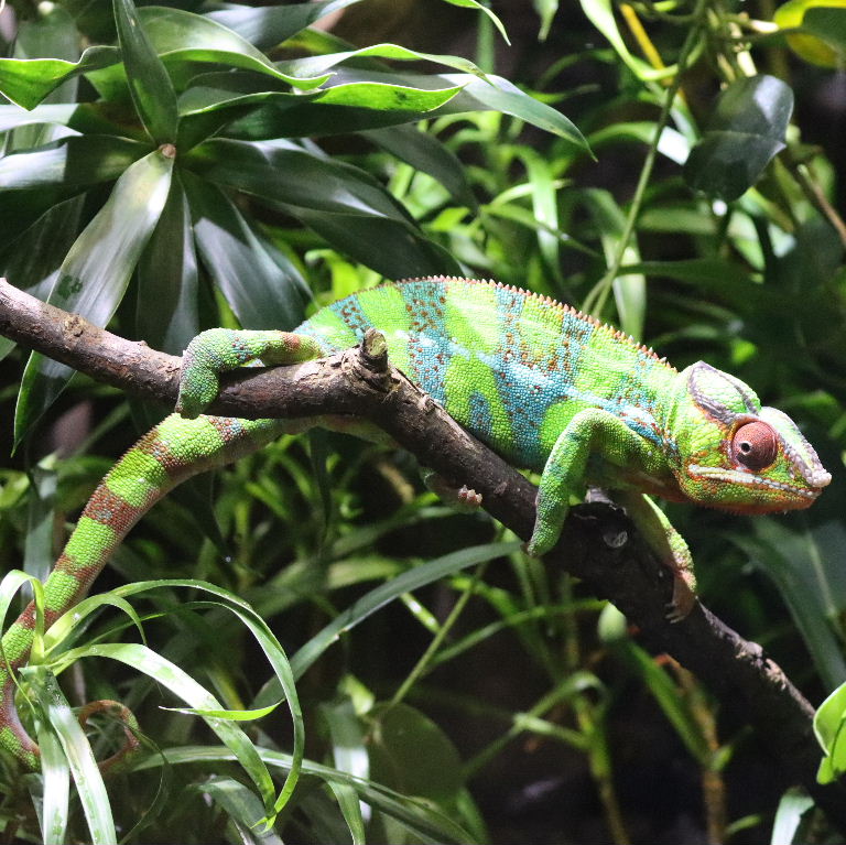 Panther Chameleon