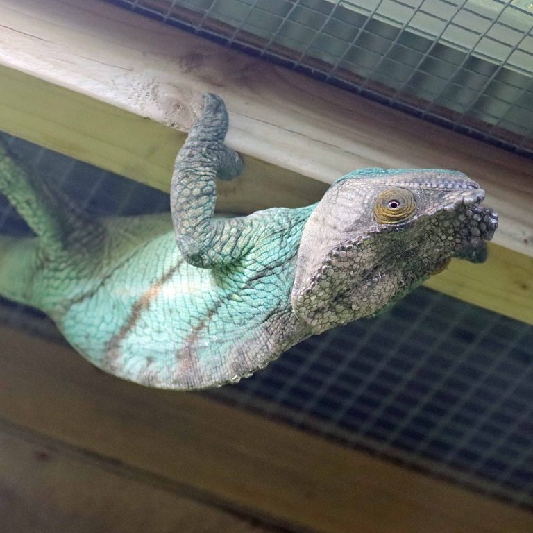 Parson's Chameleon