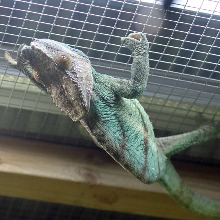 Parson's Chameleon