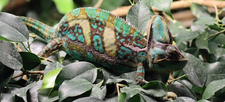 Yemen Chameleon