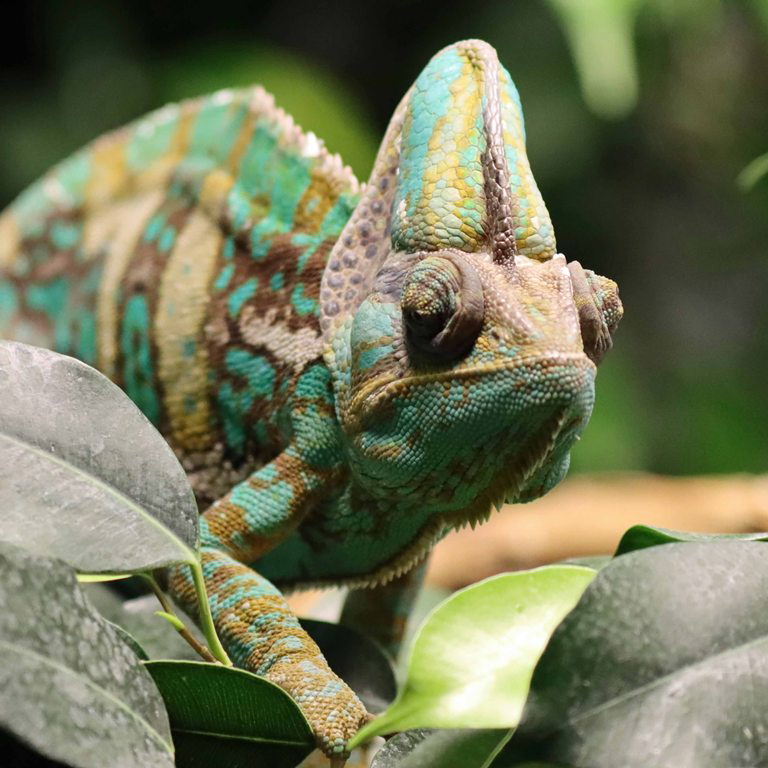 Yemen Chameleon