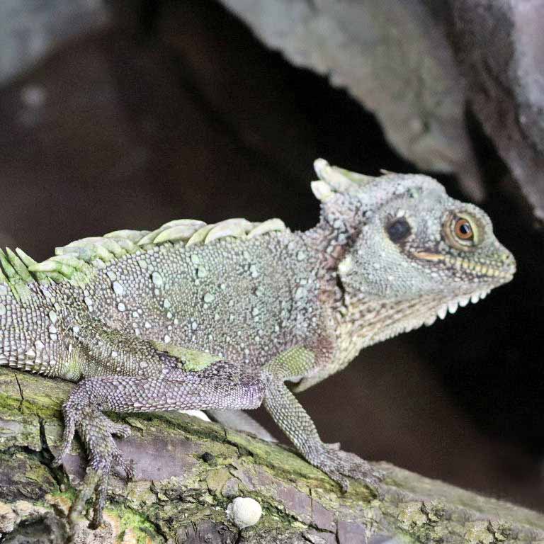 Crowned Forest Dragon