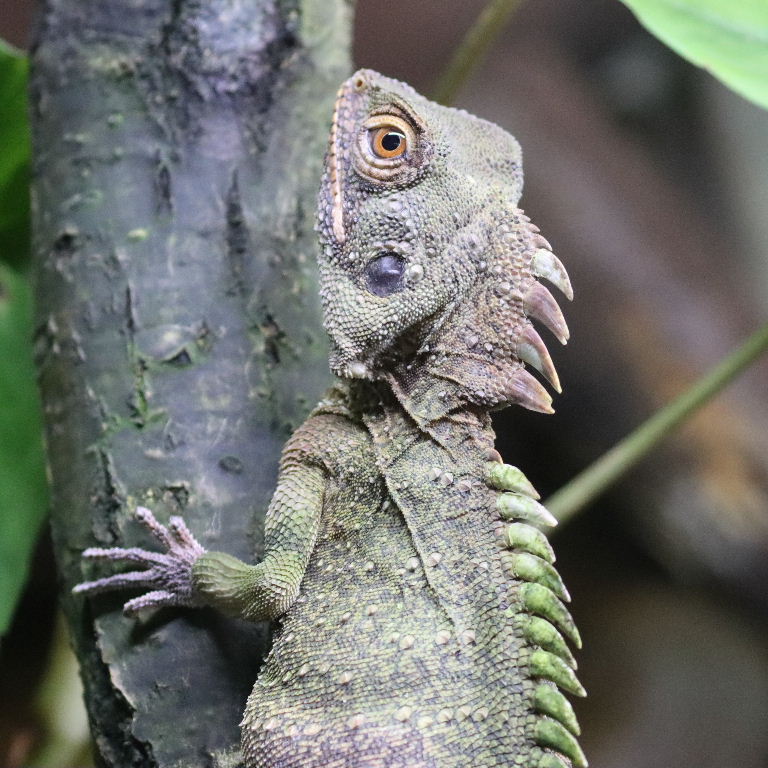 Crowned Forest Dragon