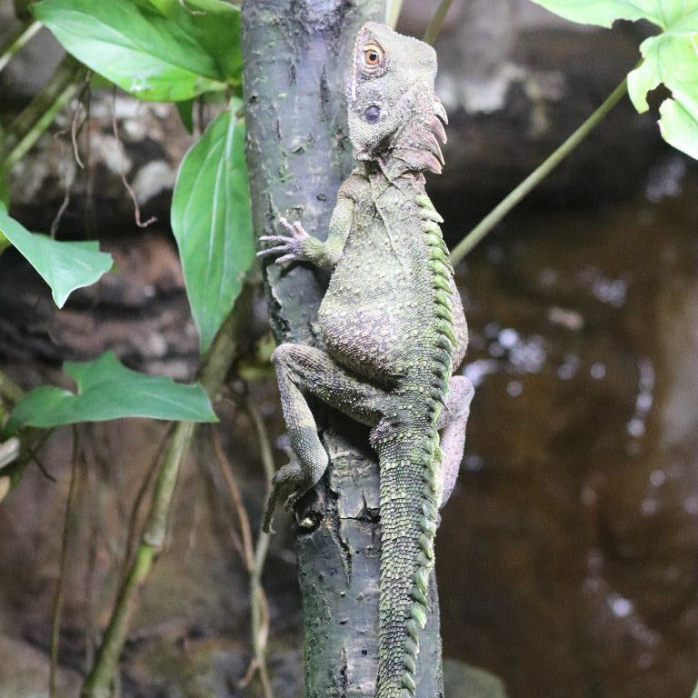 Crowned Forest Dragon