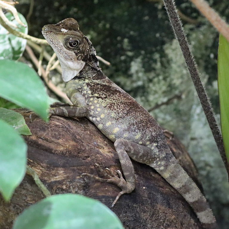 Giant Forest Dragon