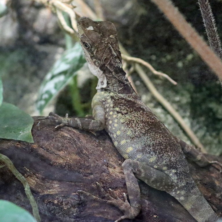 Giant Forest Dragon