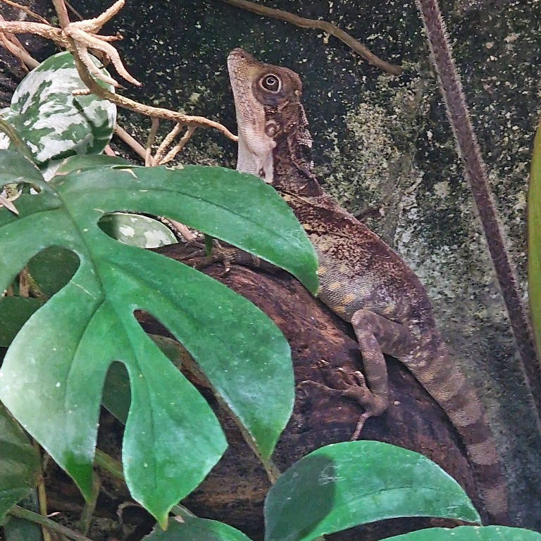 Giant Forest Dragon