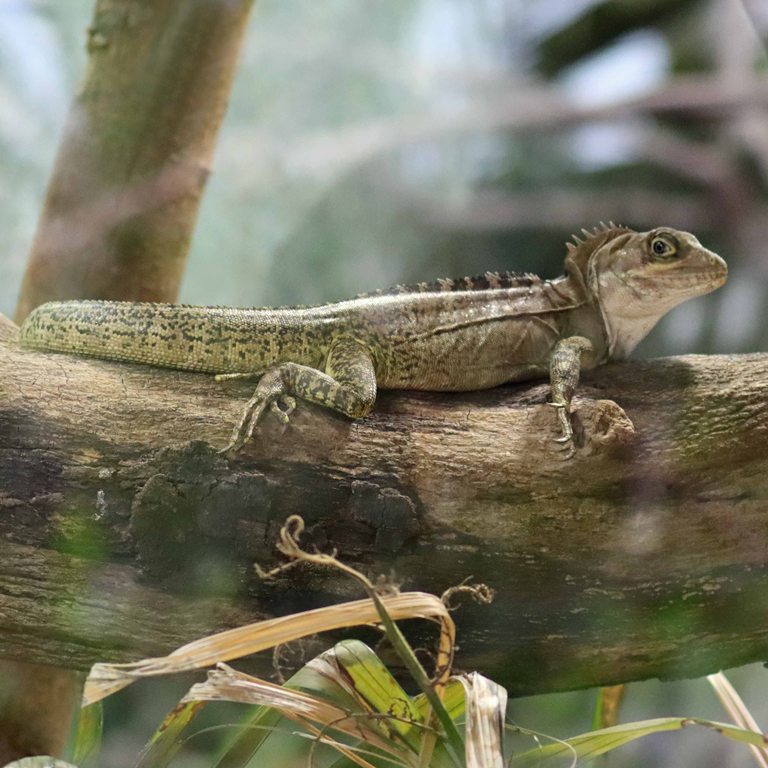 Gariau Forest Dragon