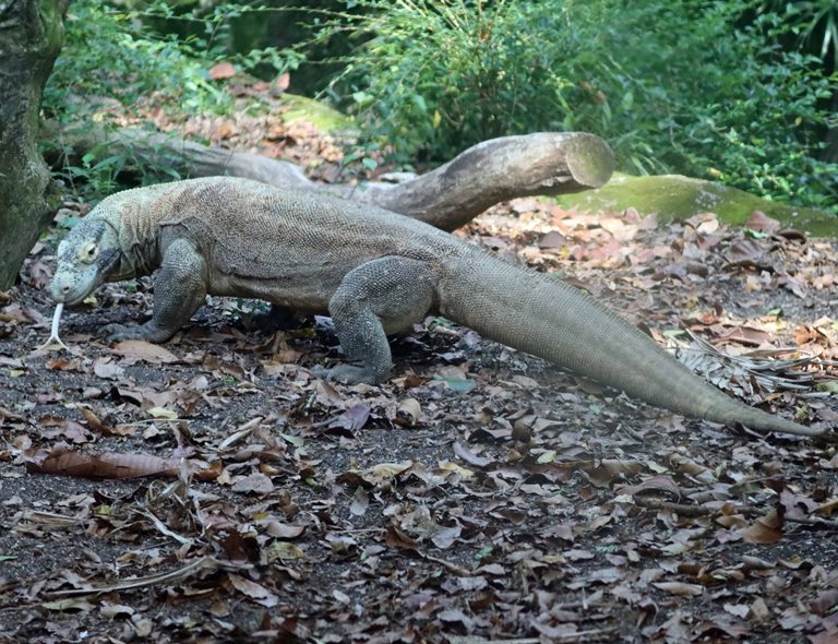 Komodo Dragon