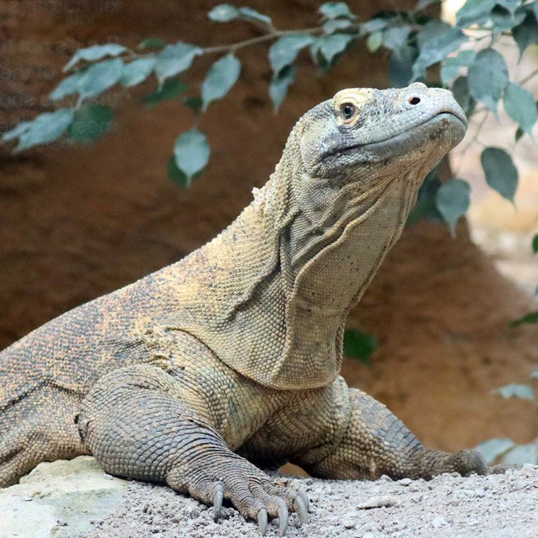 Komodo Dragon