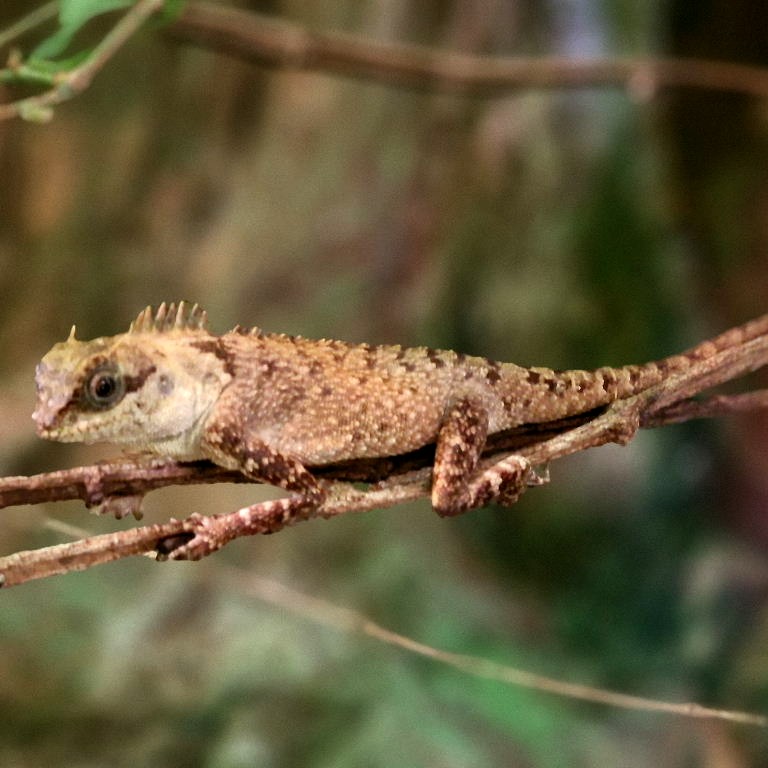 Murphy's Pricklenape