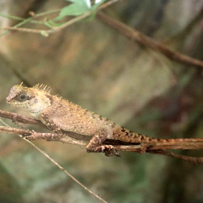 Murphy's Pricklenape