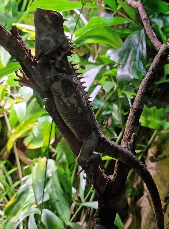 Natalia's Pricklenape