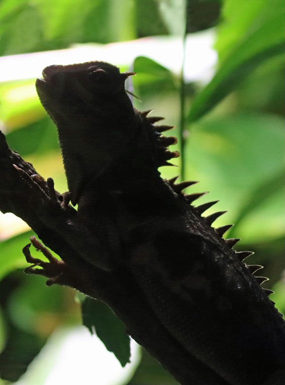 Natalia's Pricklenape