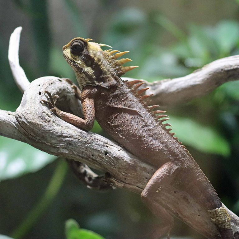 Natalia's Pricklenape