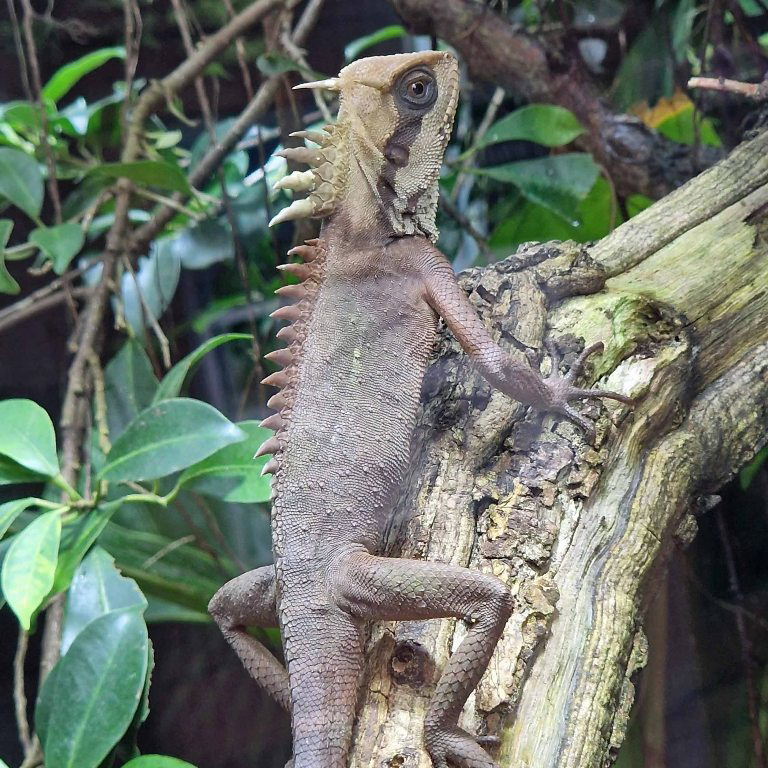 Natalia's Pricklenape