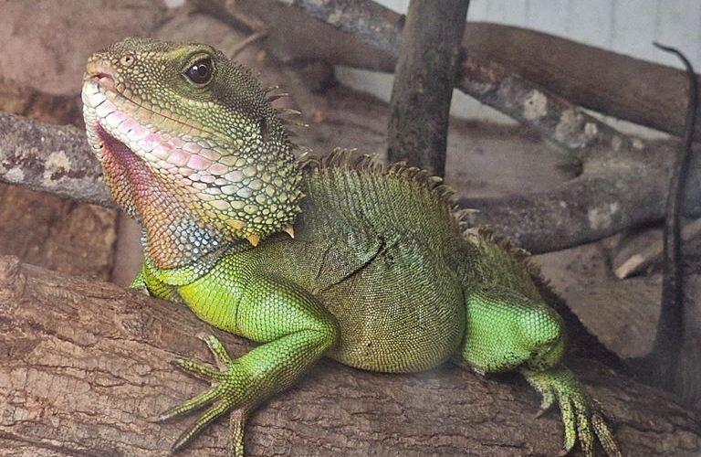 Chinese Water Dragon male