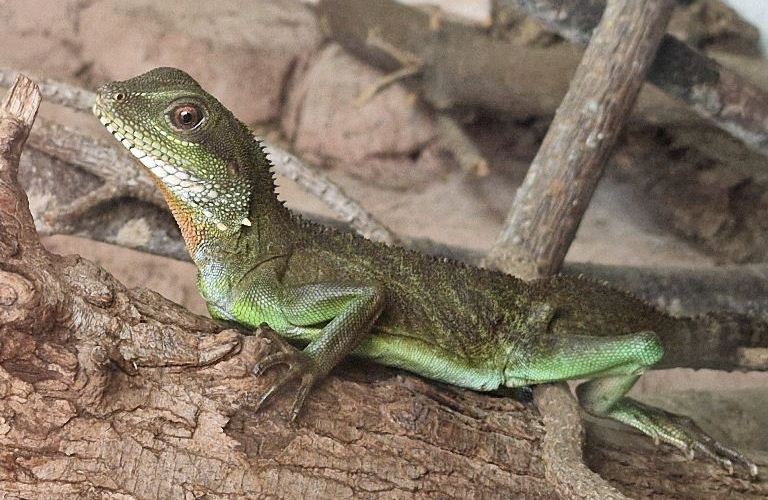 Chinese Water Dragon female