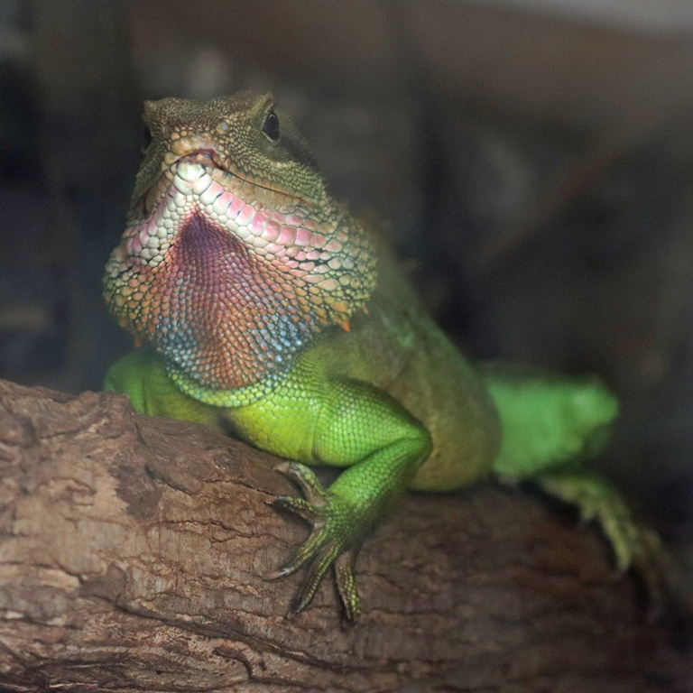 Thai Water Dragon male