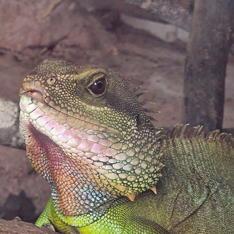 Chinese Water Dragon male